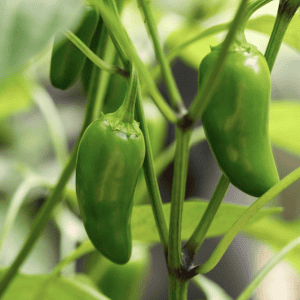 Chillies - Jalepeno