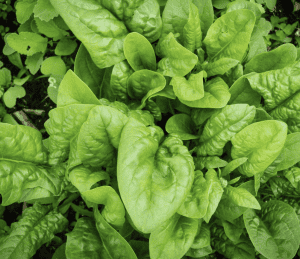 Spinach UK - 200g bag