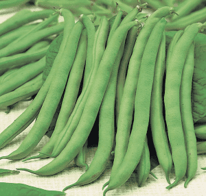Green Beans UK £11.10 /kg