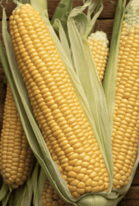 Sweetcorn UK Fresh. Each.